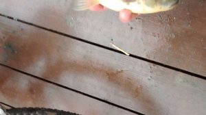 Рыбалка по весне на поплавок