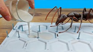 Муравьи чуть не совершили побег! Заливаю новый гипс в формикарий!