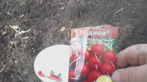 Вырастит редис за три недели,или нет?