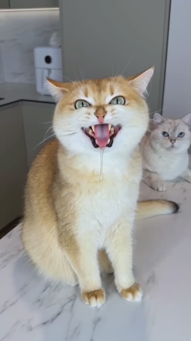 Кошка Мося меня не обманула 😉 #кошка #кошки