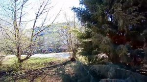 ВЕСНА В РАЗГАРЕ