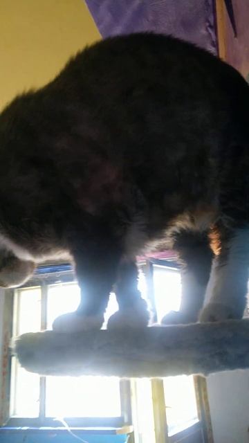 Усатые разговоры и пушистые игры