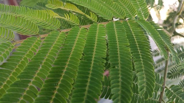 Один из дней города Евпатории | 8 сентября 2021 год | Крым ХАН БАТОН XAH 6ATOH | VID_20210908_150615