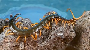 Моя НОВАЯ ГИГАНТСКАЯ Сколопендра в Террариуме!