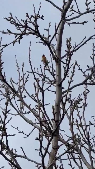 Поёт зарянка 🐦