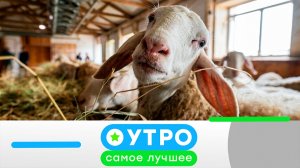 «Утро. Самое лучшее». 10 апреля 2026 года