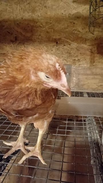 Цыплёнок садится и закрывает глаза — это нормально или болезнь? Разбор