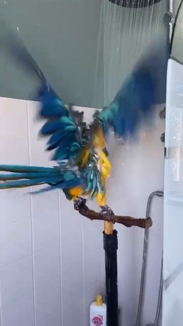 Попка моется под душем