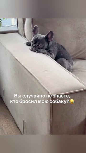 Кто брасил собаку?