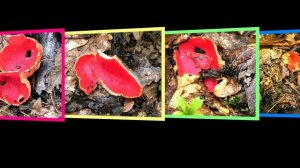 Окрестности Ставрополя (в Русском лесу) - 28 марта 2026 года