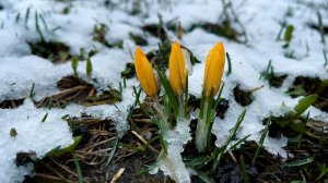 Апрельский сюрприз. Курск.