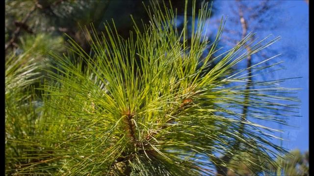 Солнечная Грузия! Наши фото и воспоминания!