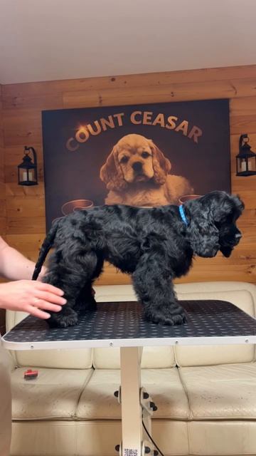 Доступен щенок Адам