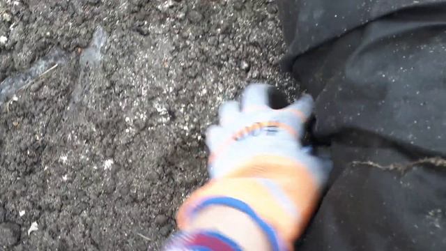 2344. Рассадный 2026. Снимаем укрытие с чеснока озимогопосеянного осенью.