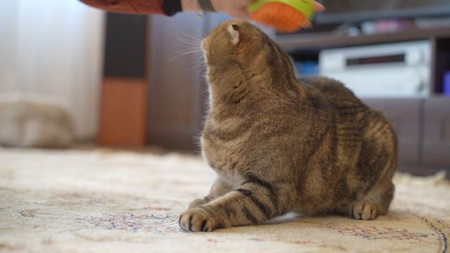 Известия. Владимир: Друзья в доме. Шотландская Маруся