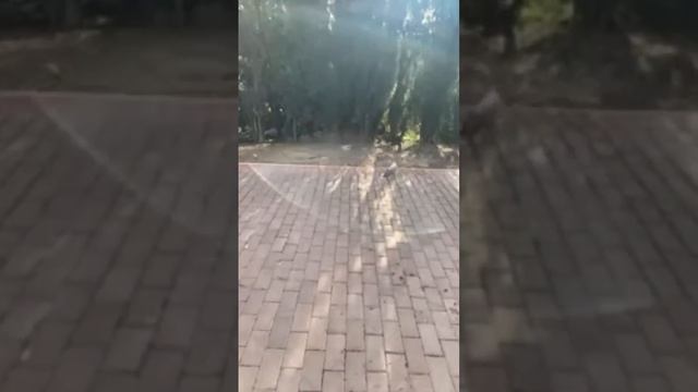 Драка Белки Чип #youtubeshorts #squirrel #funny #funnyvideo #fun