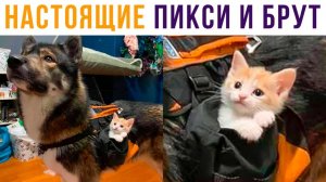 Настоящие Пикси и Брут) Приколы с котами