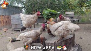 Кормление кур овощами и фруктами для зарядки и от скуки 🥗🐓🤗  (83)