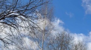 Влог. Поехали за вербой. Заехали к маме в сад. Апрель 2026