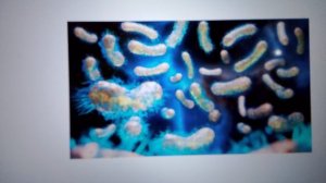 какую пользу несут бактерии?🦠🦠🦠