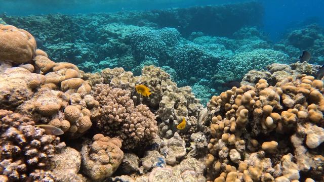 Коралловый риф Jaz Fanara