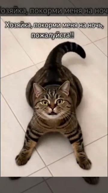 ШКОЛА ЮНЫХ ВЕТЕРИНАРОВ 
Спать не спать ,а кушать хочется...