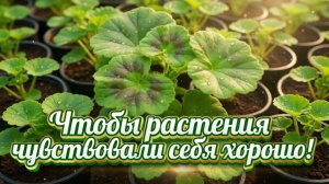 Срочно освежаем рассаду!!!