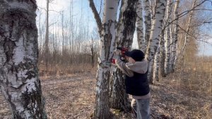 Как набрать берёзовый сок. Простой способ!