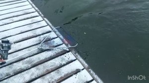 Очередные поимки