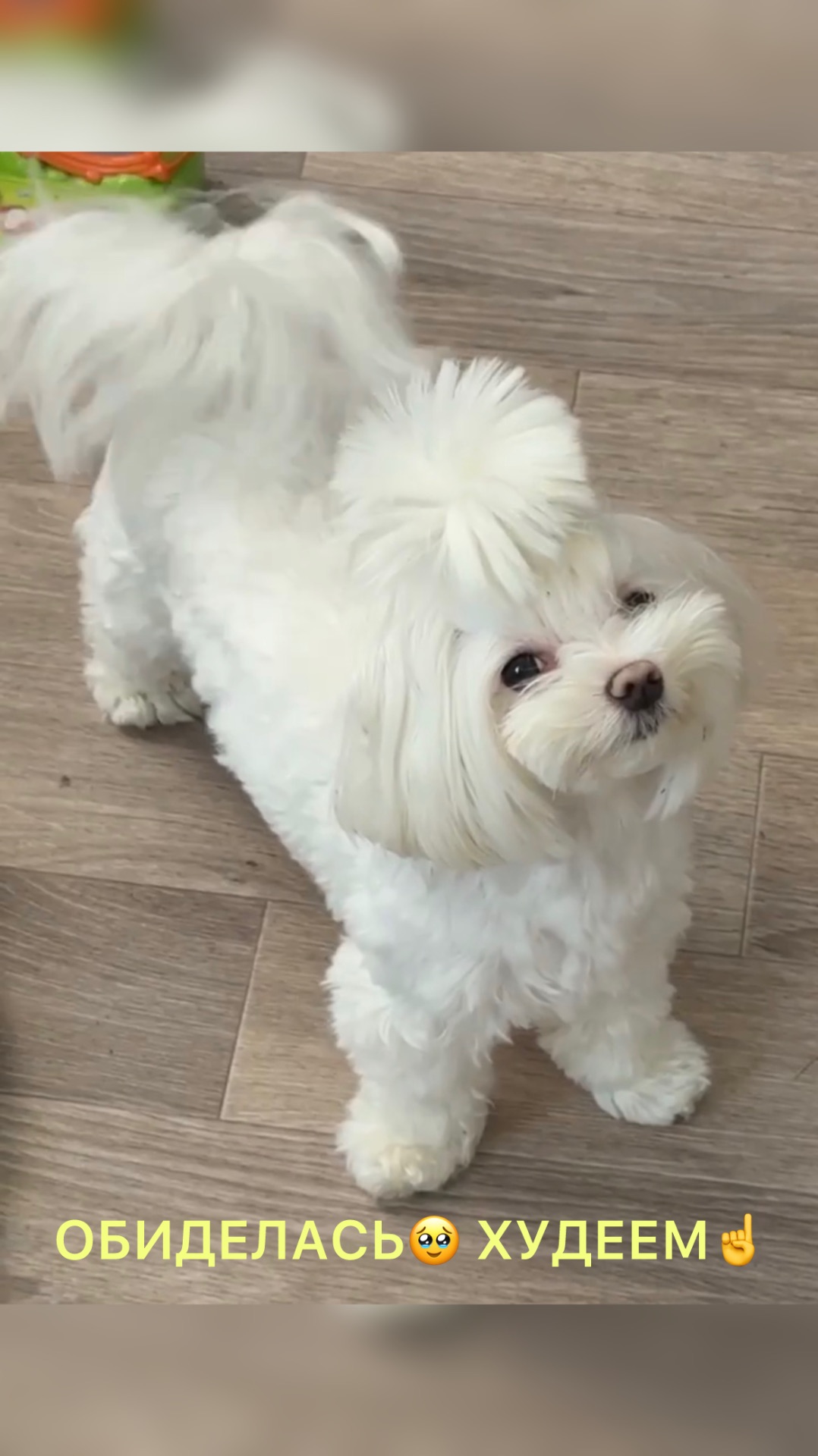 Ася худеет, ох как же это грустно без вкусняшек🥹