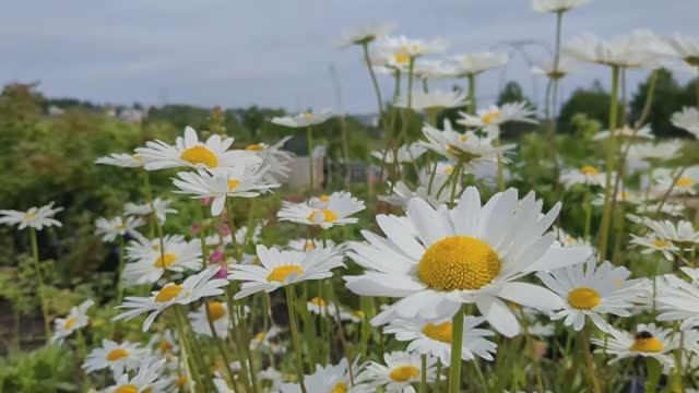 Звуки цветущего луга для сна и расслабления