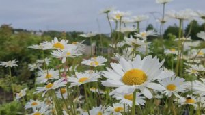 🌾 Звуки цветущего луга для сна и расслабления