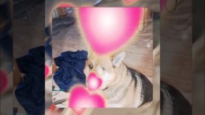 1000055619.mp4 (Собака наблюдает за устройством лестницы на 2-ой этаж в доме А-фрейм)