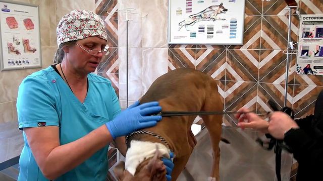 Специалисты ФГБУ «ВНИИЗЖ» в Твери рассказали о подготовке домашних питомцев к путешествию за границу