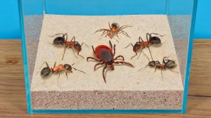 Клещ думал, что он охотник, пока не встретил муравьев!