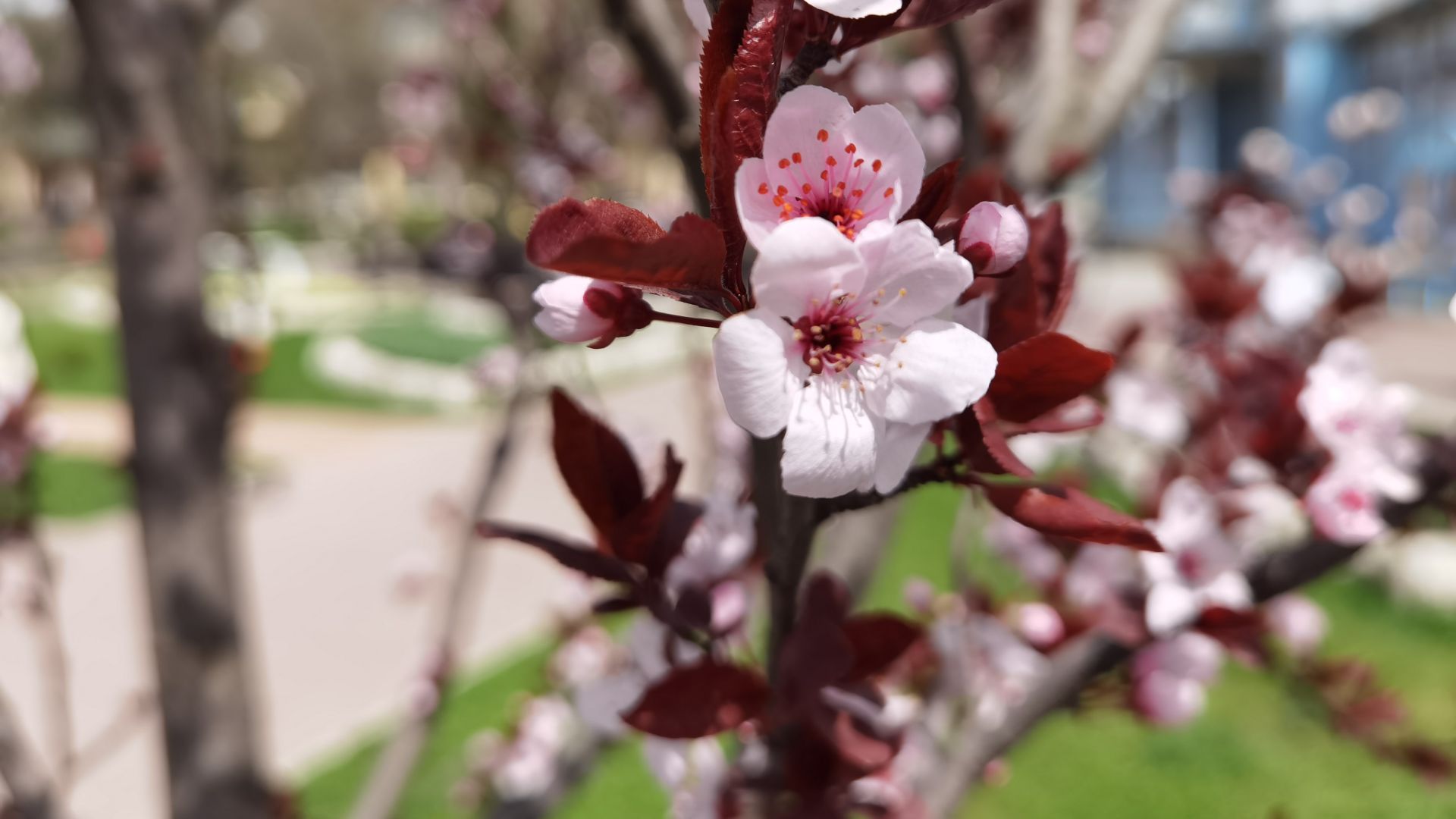 Путешествие в Пятигорск. Достопримечательности в Пятигорске. Питьевая галерея. Парк Цветник.