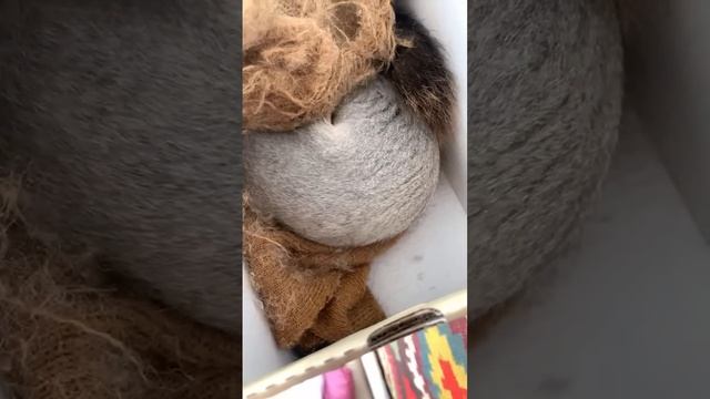 Белка Чип нашелся #funny #squirrel #youtubeshorts #funnyvideo #shortvideo #youtube