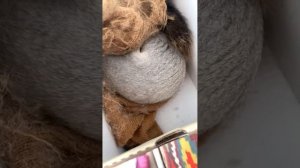 Белка Чип нашелся #funny #squirrel #youtubeshorts #funnyvideo #shortvideo #youtube
