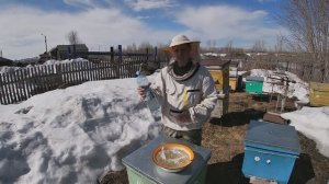 Пасека 2026 # 2. Первый осмотр и лечение пчелосемей.