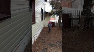 играем с Алисой