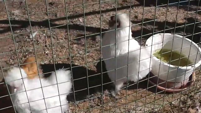 2015 09 19 Зоопарк НЛО Кимры