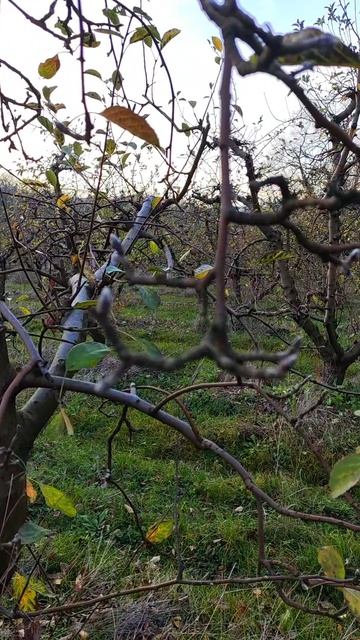 зима на юге в Краснодарском крае #пшада #сад #яблоки #яблоневыйсад