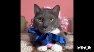 котинет_интро_1000007044.mp4