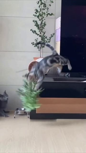 Смешные коты #117-9