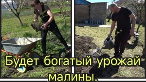 КУПИЛИ КУЛЬТИВАТОР БЕСЩЕТОЧНЫЙ/ПЕРЕСАДИЛИ МАЛИНУ НА НОВОЕ МЕСТО/