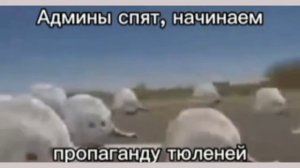 тюлени