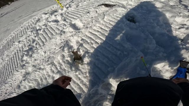 Незапланированная рыбалка  Хариус