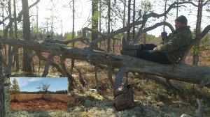 Шалаш на косачином току! Медведи бродят по дороге... 😉 Лес просыпается после зимы.