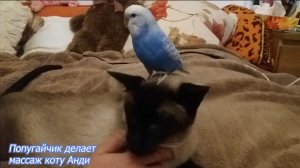 Попугайчик Ромка делает массаж сиамскому коту Анди.