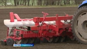 На Ставрополье приступили к севу овощей открытого грунта